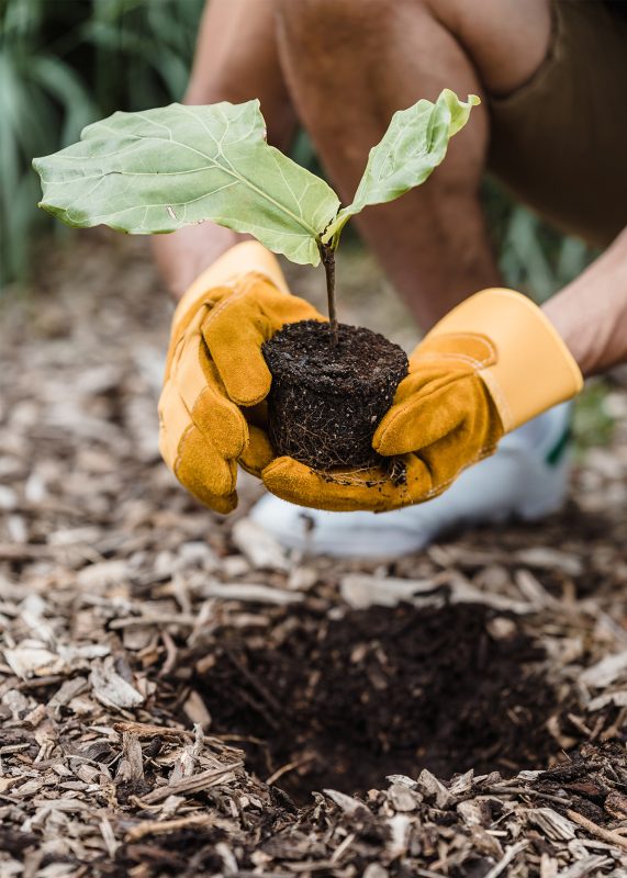 A person planting a small tree sapling in the ground to showcase lasting impact of Building Collaborations.
